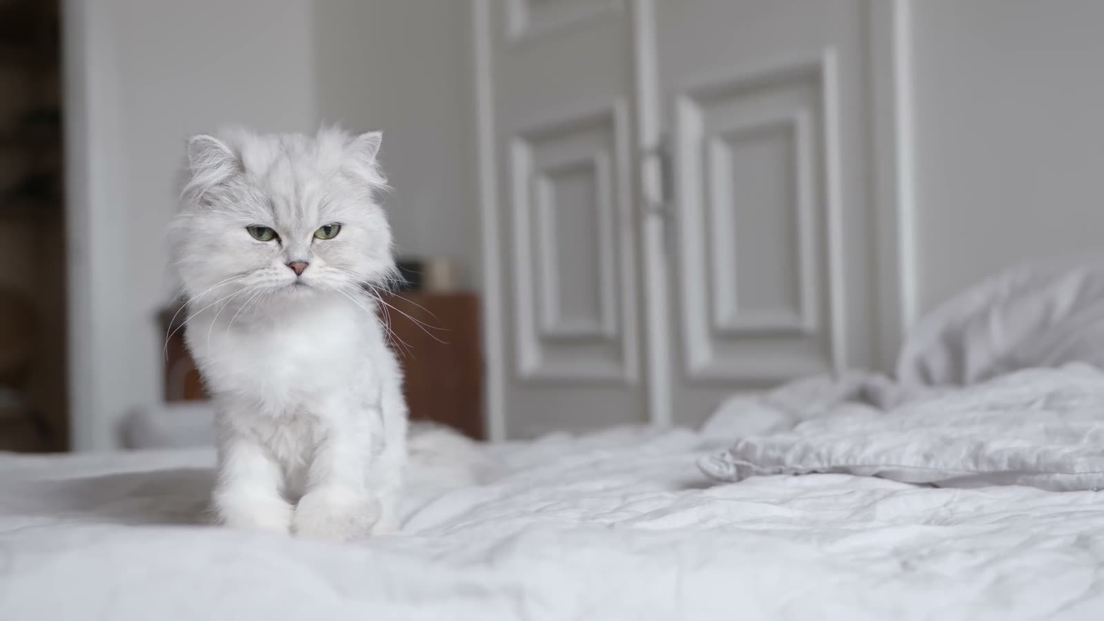 A fluffy white Persian cat playing on a bed.